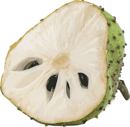 Abstract the Soursop fruit on white background. (Scientific name Annona muricata)のイラスト素材