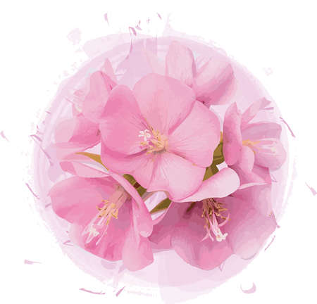Abstract Pink flower of dombeya tree on pink circle paint background.のイラスト素材