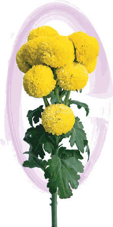 Abstract Yellow Chrysanthemum flower with purple circle spread on white background. (Scientific name Dendranthemum grandifflora)のイラスト素材