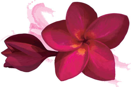 Abstract red frangipani flower with color paint on white background. (Scientific name plumeria)のイラスト素材