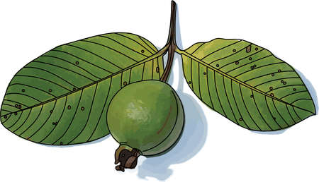 Abstract Guava and leaves with shadow on white background. (Scientific name Psidium guajava)のイラスト素材