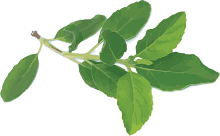 Abstract of Holy basil or Thai basil leaf on white background. (Scientific name Ocimum tenuiflorum)のイラスト素材