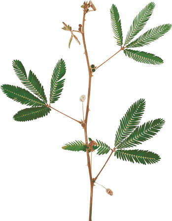 Abstract of Sensitive plant leaves on white background. (Scientific name mimosa pudica)のイラスト素材