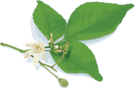 Abstract of Bengal Quince flower with leaf on white background. (Scientific name Aegle marmelos Correa)のイラスト素材
