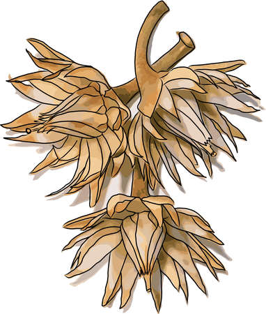 Abstract Spanish Cherry, Tanjong tree, Bullet wood flowers on white background. (Scientific name (Mimusops elengi) )のイラスト素材