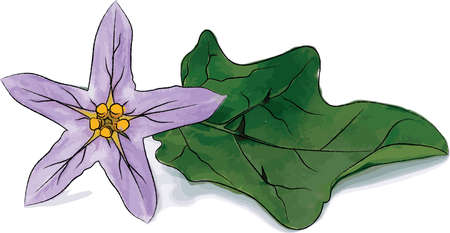 Abstract of Brinjal flower on white background. (Scientific name Solanum indicum)のイラスト素材