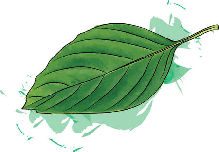 Abstract Sweet Basil leaves with color spread on white background. (Scientific name Ocimum basilicum Linn)のイラスト素材