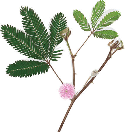 Abstract of Sensitive plant leaves and flower on white background. (Scientific name mimosa pudica)のイラスト素材