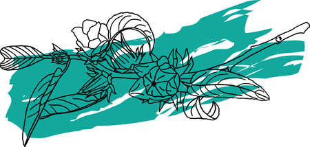 Abstract line of Hibiscus sabdariffa or roselle fruits on white background with color paint.のイラスト素材