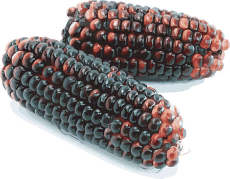 Abstract of Waxy Corn on a white background.のイラスト素材