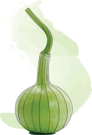 Abstract of The green gourds with color paint on white background.のイラスト素材