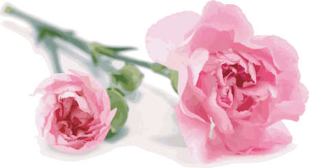 Abstract of Smaller pink carnations on white background  for mother's day.のイラスト素材