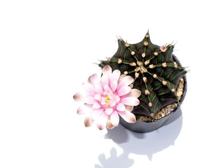 Close up pink flower of cactus plant with shadow on white background.の写真素材