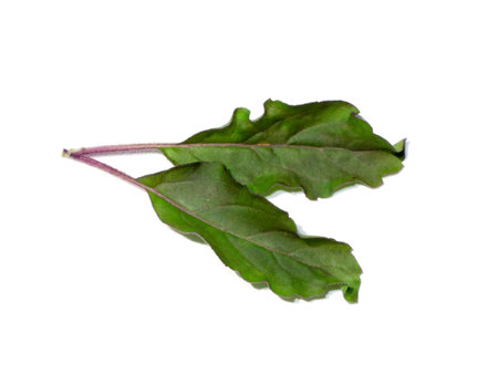 Close up Holy Basil, Sacred Basil leaves on white background with shadow. (Scientific name Ocimum...