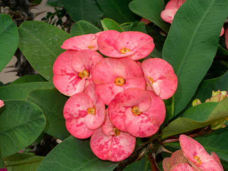 Close up Crown of Thorns, Christ Thorn flower. (Scientific name Euphorbia milii)の写真素材