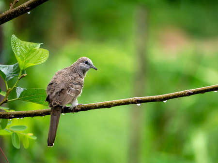 Bird on branch in the raining day with blur backgroud.の写真素材