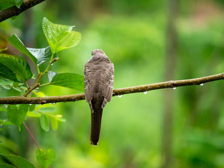 The back of a bird perched on a branch in the rainy season
with blur backgroundの写真素材