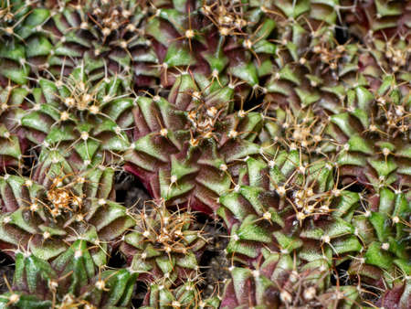 Close up group of cactus plant for further planting in the farm.の写真素材
