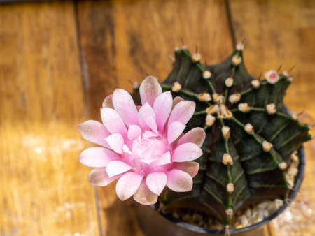 Close up Pink cactus flower with blur background.の写真素材