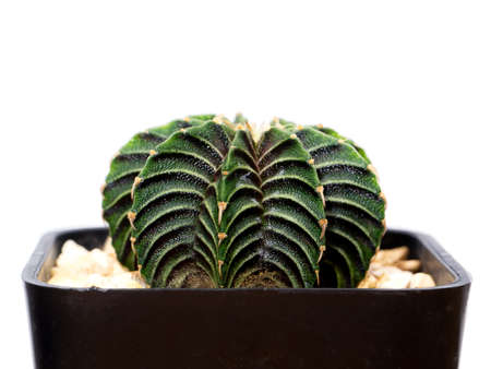 Close up of cactus plant.の写真素材