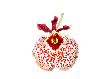 Close up Oncidium orchid flower on white background. (Scientific name Oncidium altissimum)の写真素材