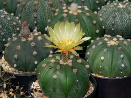 Close up of cactus plant with small flower.の写真素材