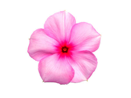Close up Cape Periwinkle, Bringht Eye, Indian Periwinkle, Madagascar Periwinkle flower on white background. (Scientific name Catharanthus roseus (L.) G.Don)の写真素材