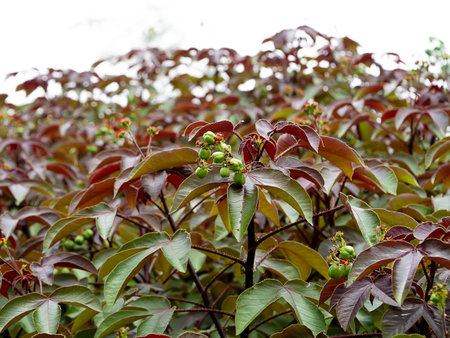 Close up bellyache bush leaves background. (Scientific name Jatropha gossypifolia)の写真素材