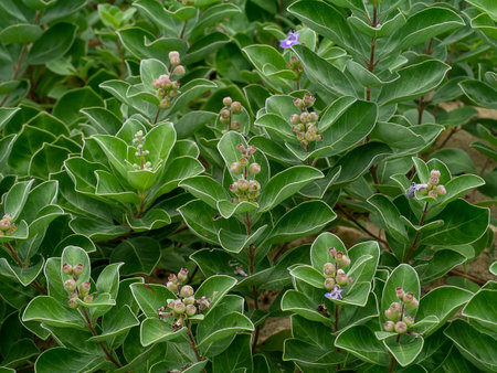 Close up seeds with leaf of Vitex trifolia plant backgroundの写真素材