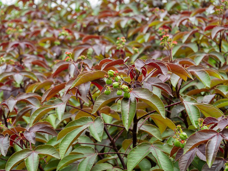 Close up bellyache bush leaves background. (Scientific name Jatropha gossypifolia)の写真素材