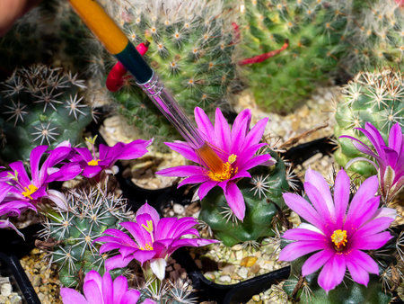 Close up the pollination of cactus flower with a brush.の写真素材