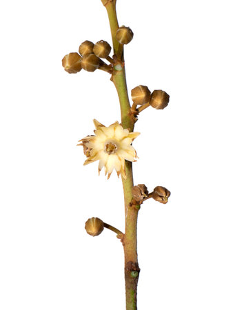 Close up flower of Spanish cherry, Tanjong Tree, Bunga Tanjung, Red Coondoo on white background. (Scientific name Mimusops elengi)の写真素材