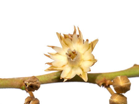 Close up flower of Spanish cherry, Tanjong Tree, Bunga Tanjung, Red Coondoo on white background. (Scientific name Mimusops elengi)の写真素材