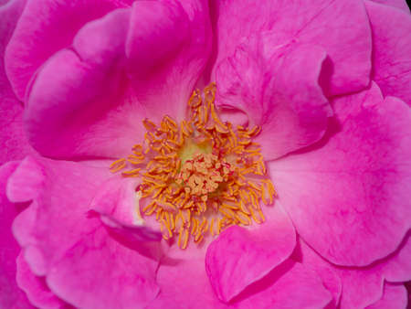 Close up pollen of Pink Rose flower background. (Scientific name Rosa damascena)の写真素材
