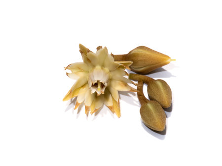 Close up flower of Spanish cherry, Tanjong Tree, Bunga Tanjung, Red Coondoo on white background. (Scientific name Mimusops elengi)の写真素材