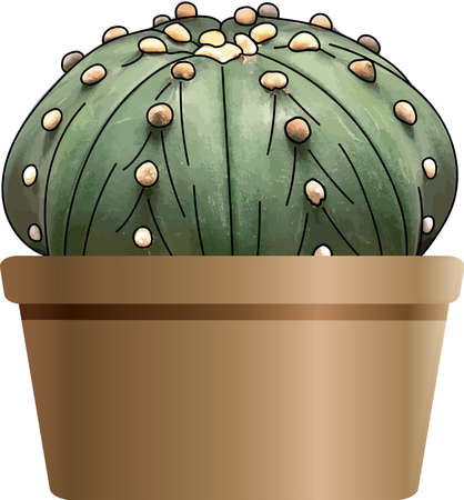 Close up green cactus in a pot on empty background.のイラスト素材
