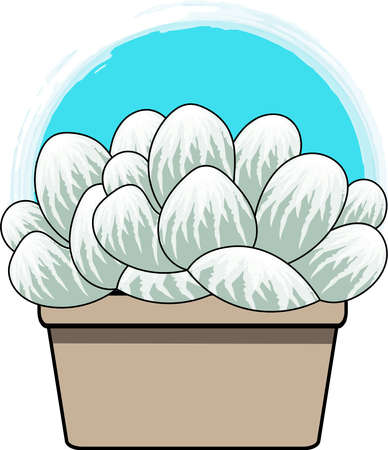 Abstract Haworthia cooperi plant in the pot with blue circle background.の写真素材