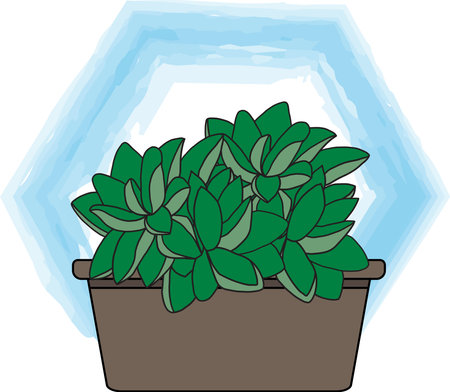 Abstract Haworthia cactus plant in the pot with blue background.の写真素材