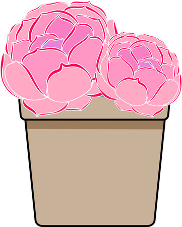 Abstract Echeveria Lolita plant in the pot with empty background.の写真素材