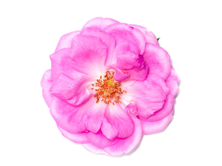Close up Pink Rose flower on white background. (Scientific name Rosa damascena)の写真素材