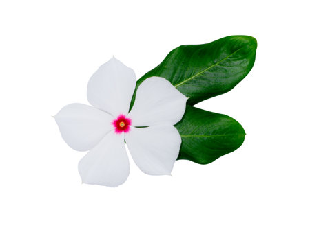 Close up Cape Periwinkle, Bringht Eye, Indian Periwinkle, Madagascar Periwinkle flower with leaf on white background with clipping path. (Scientific name Catharanthus roseus)の写真素材