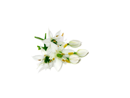 Close up Chinese Chive flower on white background. (Scientific name Allium tuberosum)の写真素材