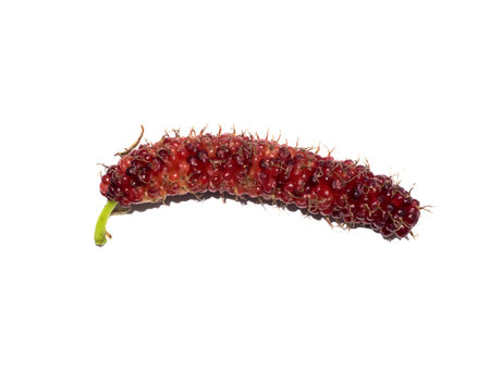 Close up red long mulberry on white background.の写真素材
