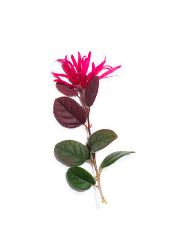 Close up Chinese fringe flower, Chinese witch hazel or Loropetalum with leaf with shadow on white background. (Scientific name Loropetalum chinense)の写真素材