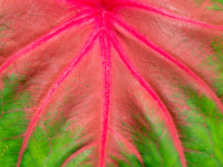 Close up texture of Caladium bicolor leaf.の写真素材