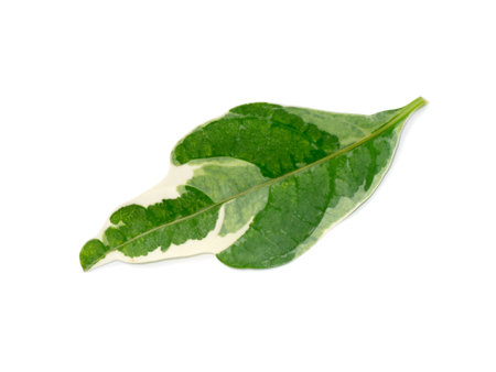 Close up caricature leaves on white background. (Scientific name Graptophyllum pictum)の写真素材