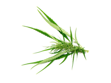 Close up Green Marijuana or Thai stick leaves isolate on white background. (scientific name Cannabis sativa indica) Cannabis vegetation plants, hemp marijuana CBD.の写真素材