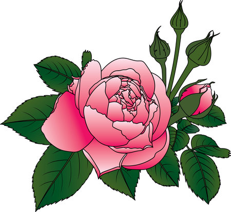 Abstract of pink rose flower with leaves on white background.のイラスト素材
