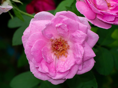 Close up Pink Rose flower with blur background. (Scientific name Rosa damascena)の写真素材