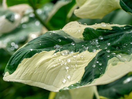 Close up water drop dew on leaves.の写真素材